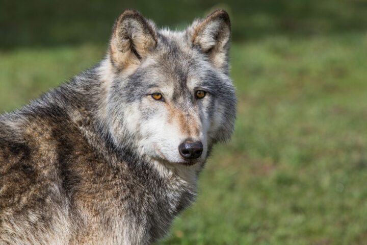 Chernobyl Wolves cancer