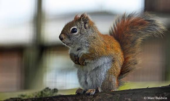 grey squirrels